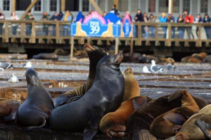 Are the sea lions back at Pier 39
