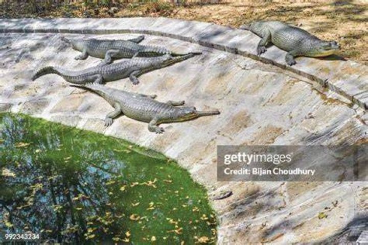 Are there alligators in the Indian River