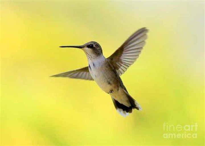 Are there any yellow hummingbirds