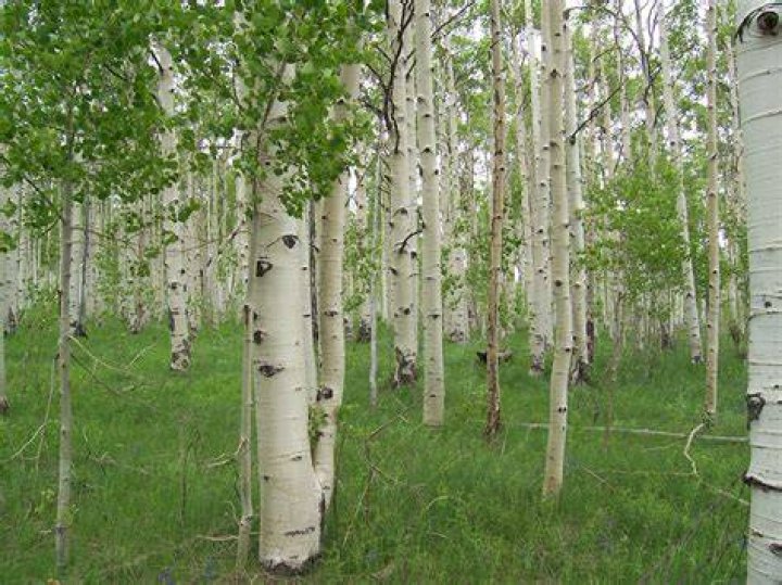 Are there aspen trees in Maine