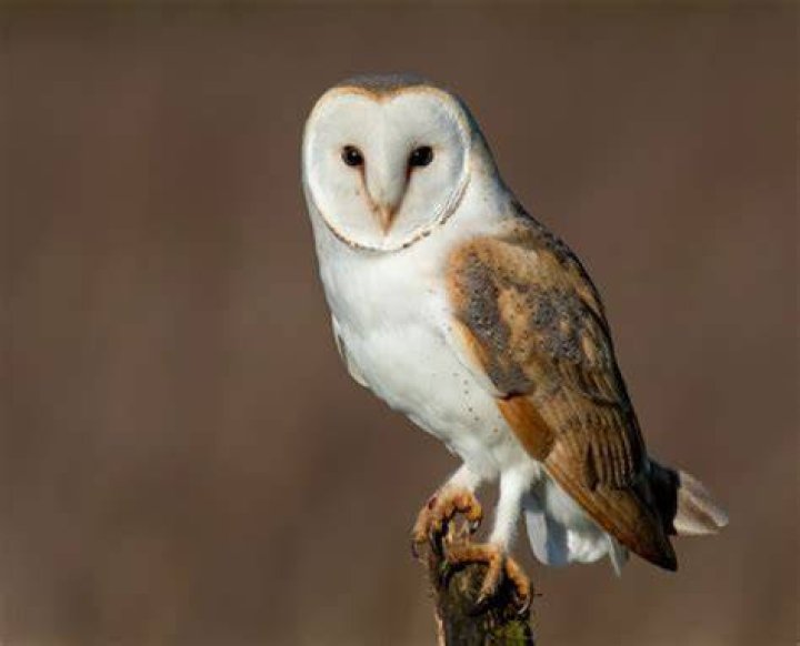 Are there barn owls in New Hampshire