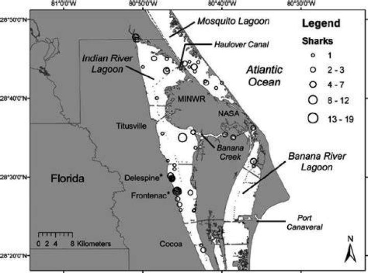 Are there sharks in Mosquito Lagoon
