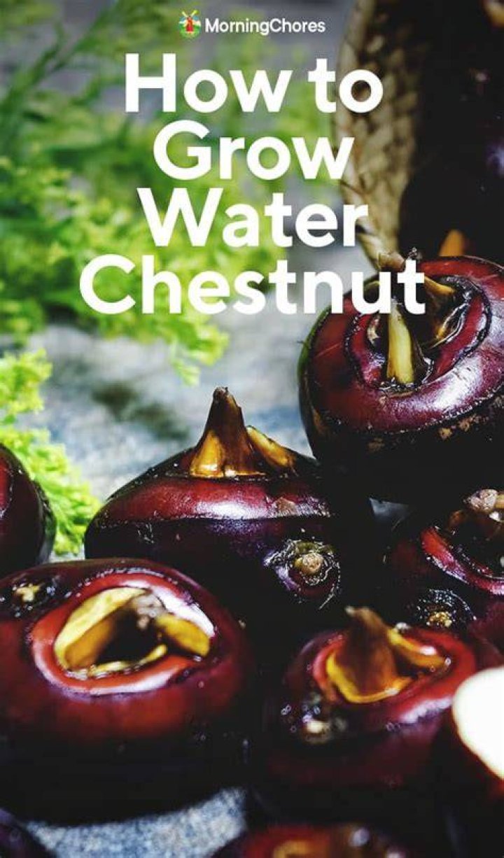 Are water chestnuts grown in water
