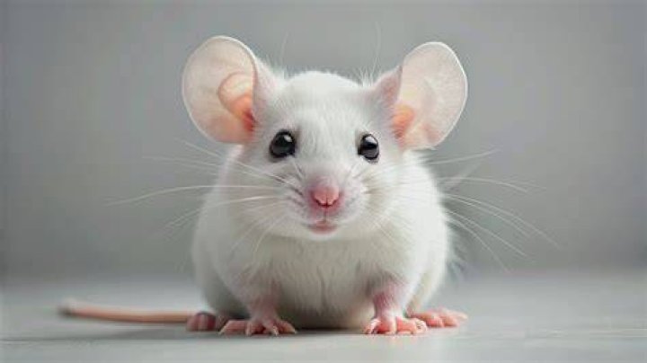 Are white mice dangerous