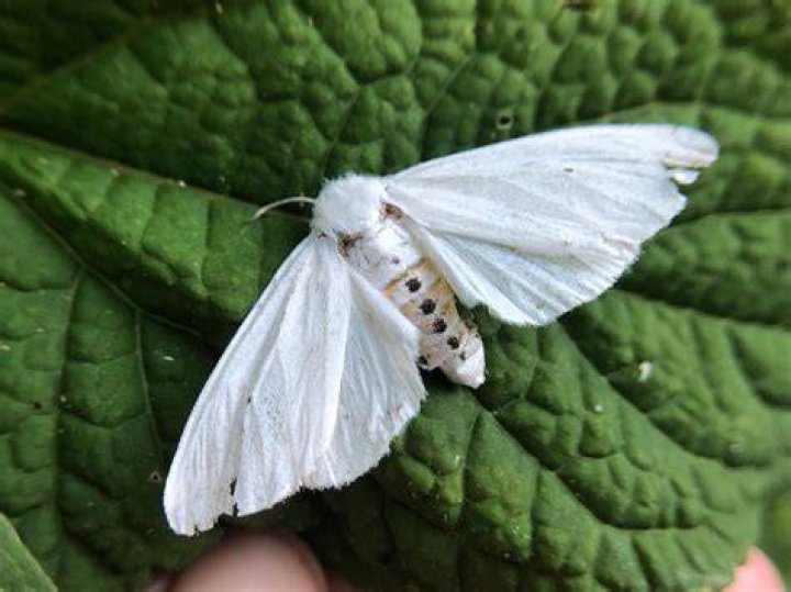 Are white moths rare