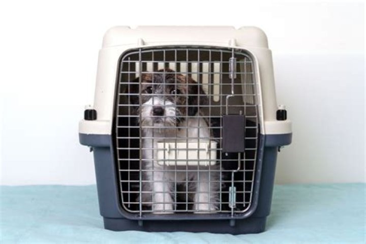 Are wire or plastic dog crates better