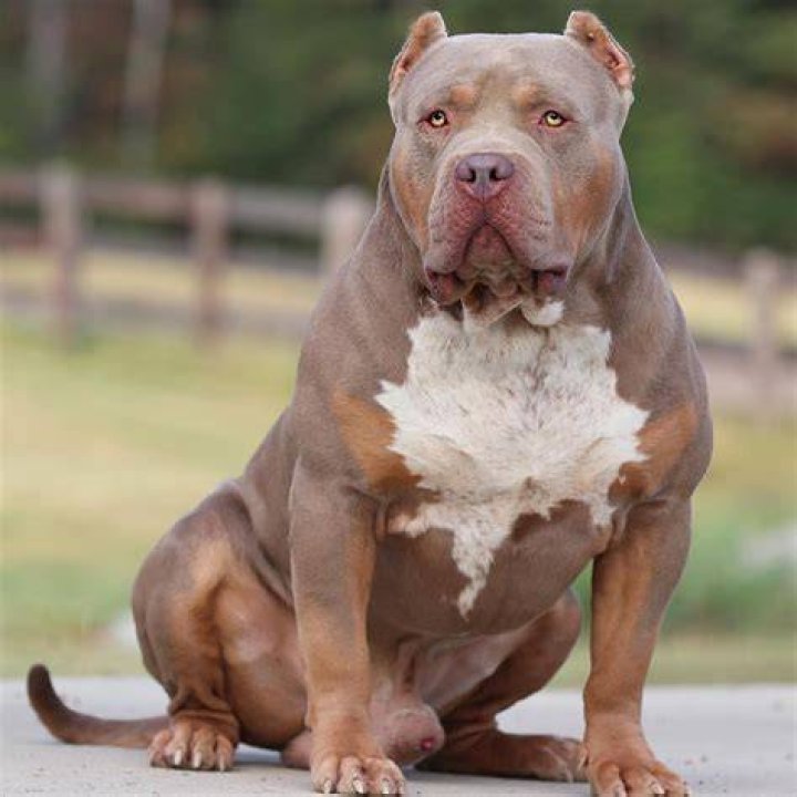 Are XL bullies pitbulls