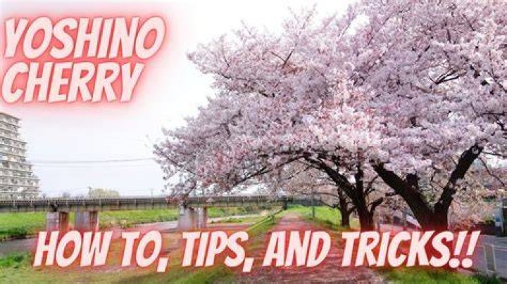 Are Yoshino cherries edible
