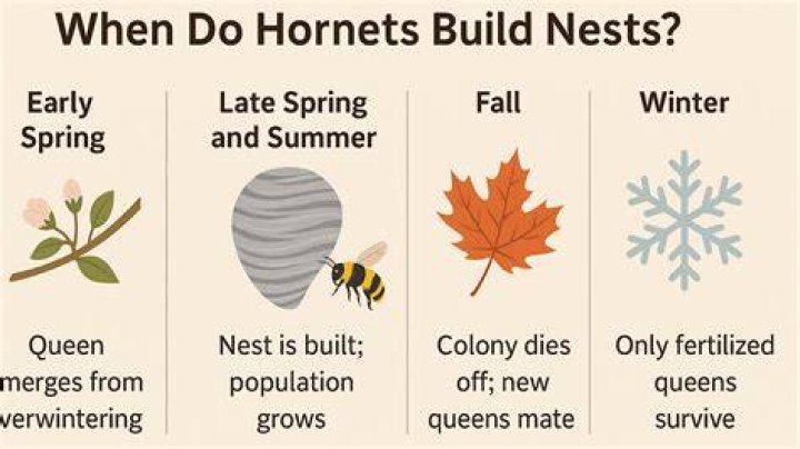 At what temperature do Hornets become inactive