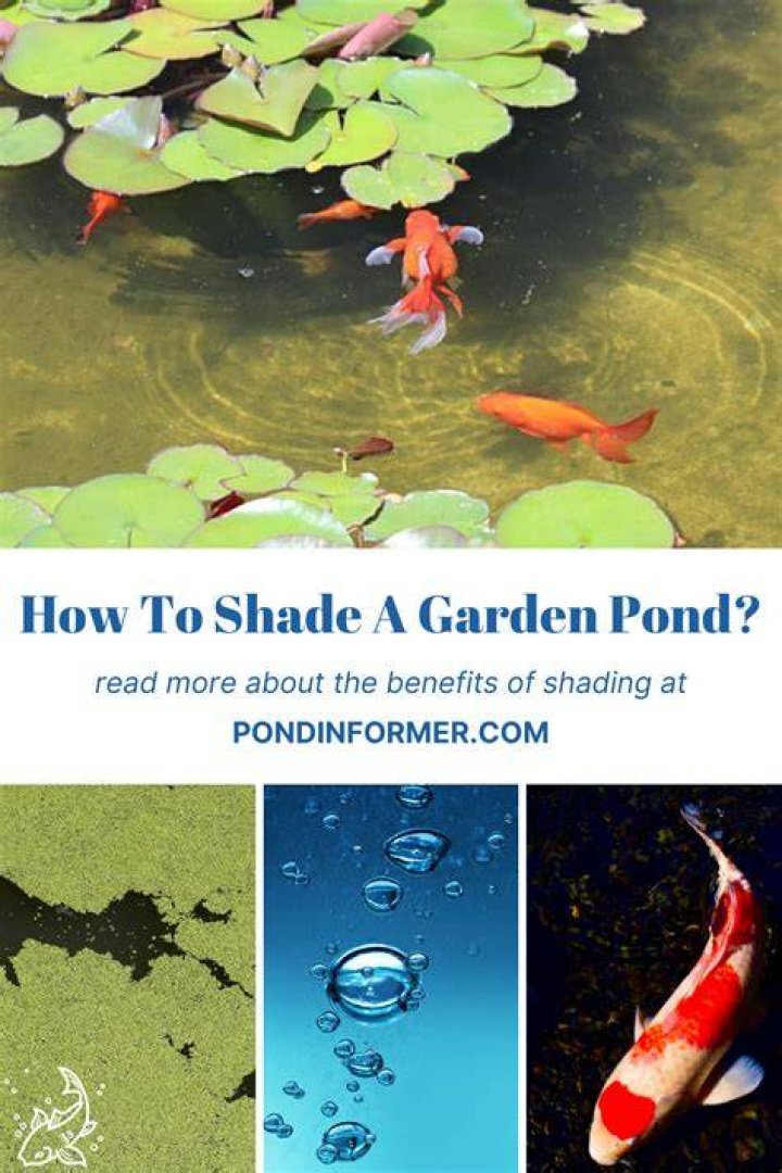Can a fish pond be in the shade
