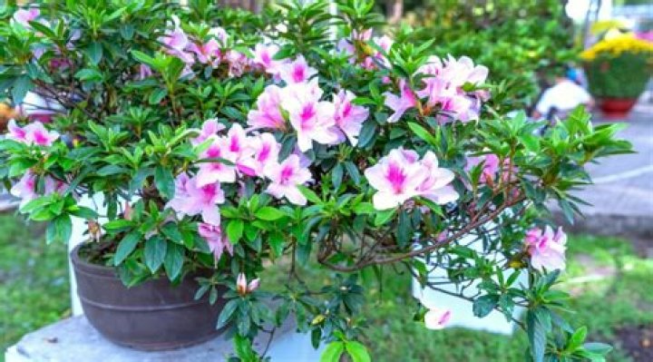 Can an azalea be transplanted
