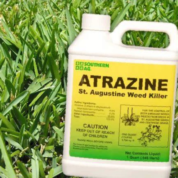 Can atrazine be used on Bermuda grass