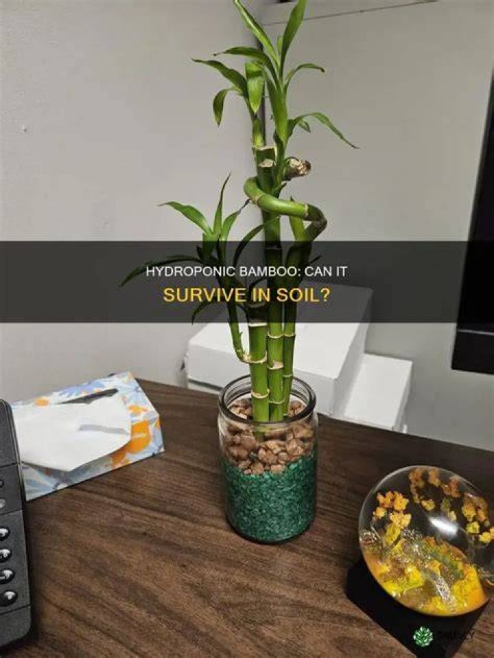 Can bamboo be grown hydroponically