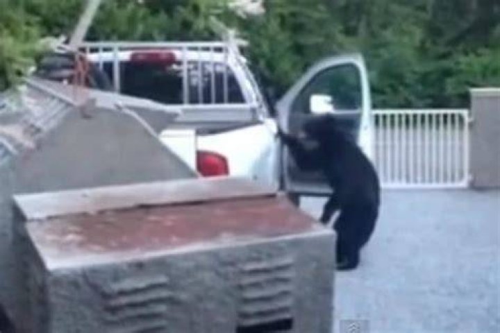 Can bears break into cars
