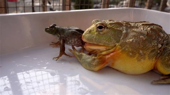 Can bullfrogs be eaten