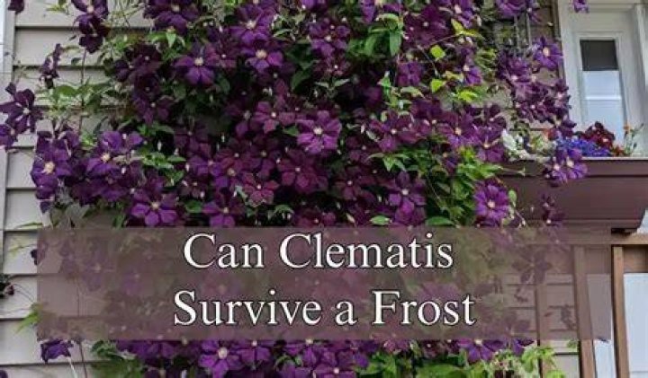 Can clematis survive frost