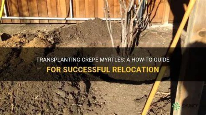 Can crepe myrtles be transplanted
