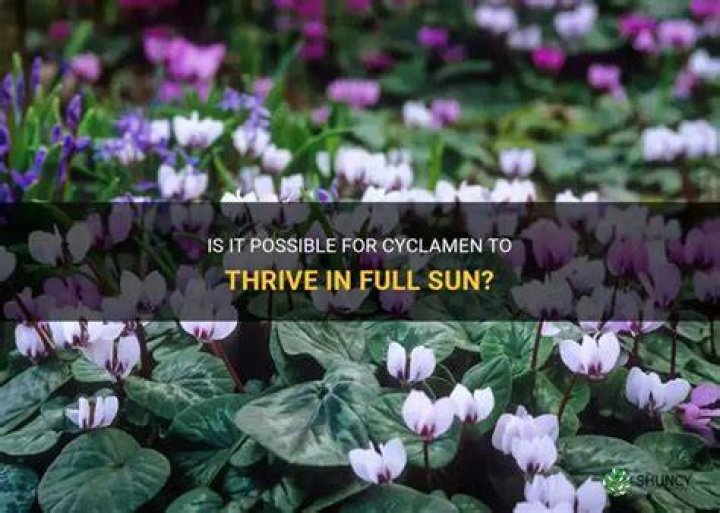 Can cyclamen take full sun