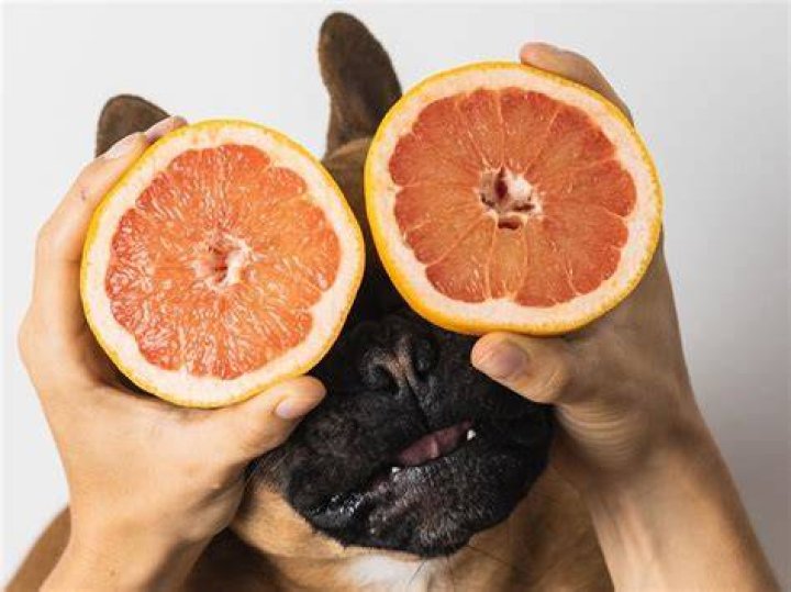Can dogs eat grapefruit seeds