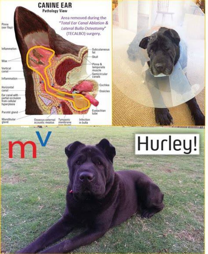 Can dogs hear after ear ablation
