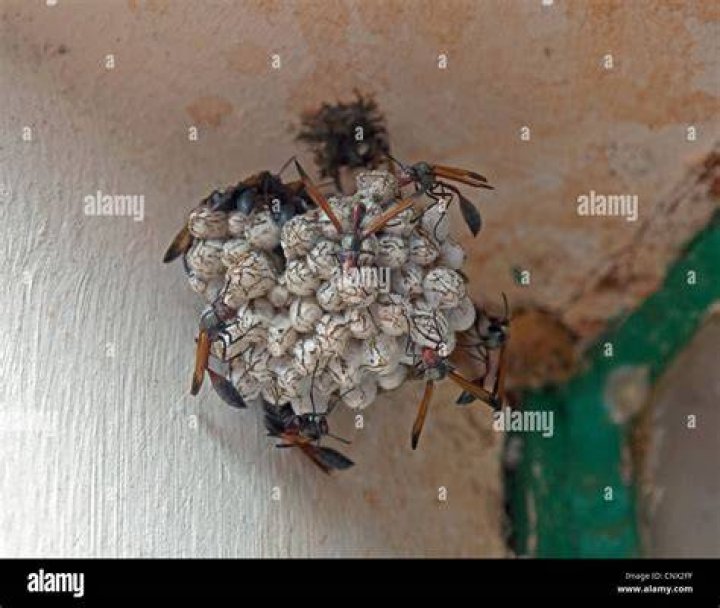 Can flies nest in your house