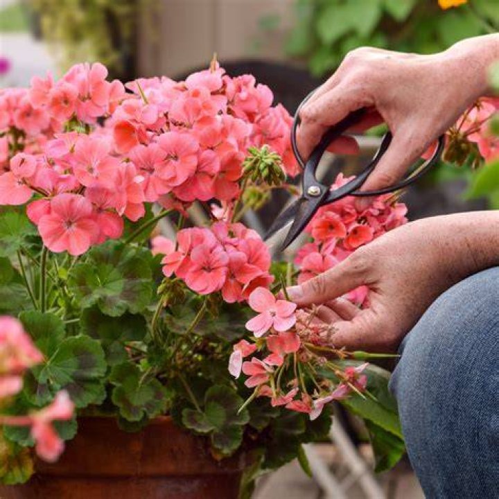 Can geraniums be used as cut flowers