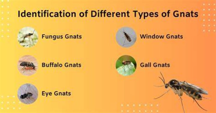 Can gnats swim