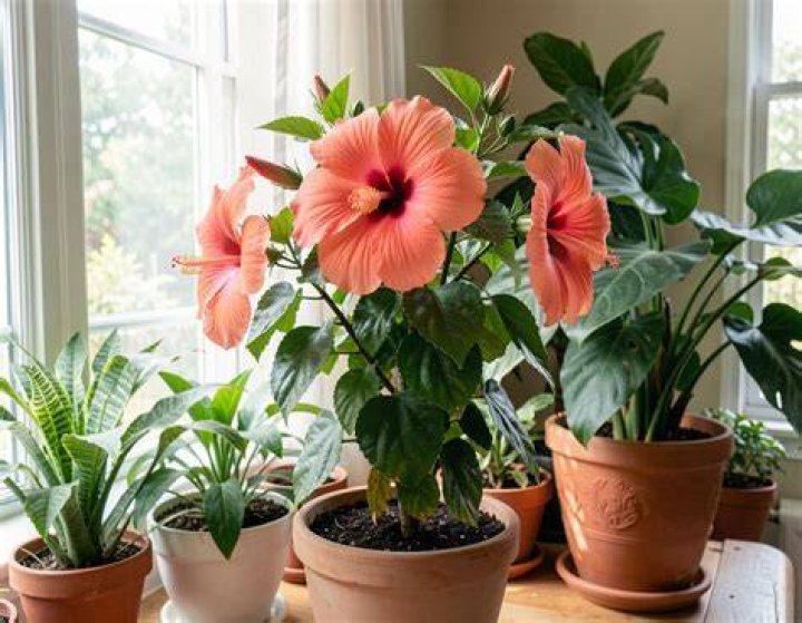 Can hibiscus be grown indoors