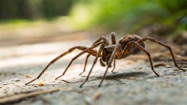 Can hobo spider kill you