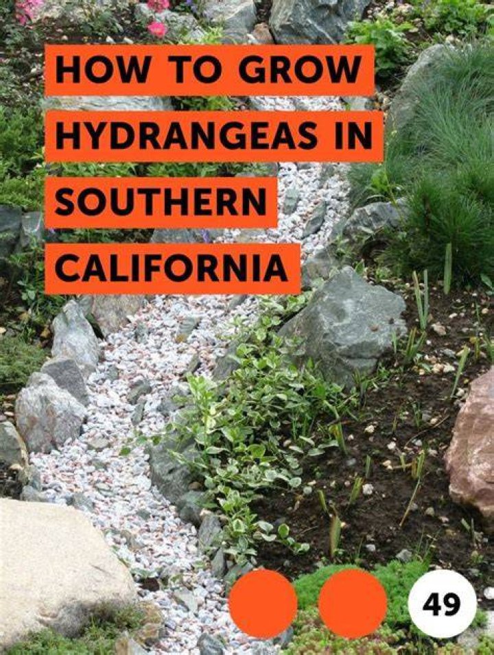 Can hydrangeas grow in Southern California