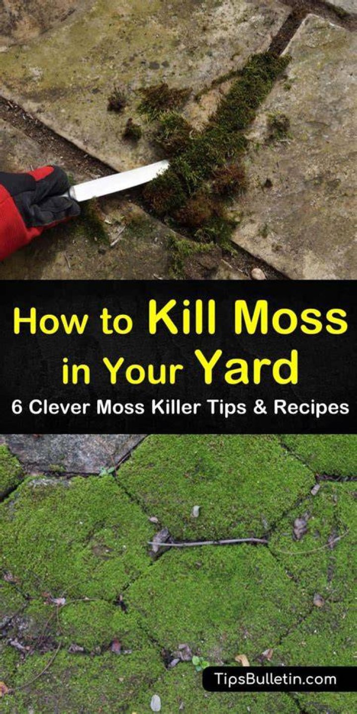 Can I kill moss in winter