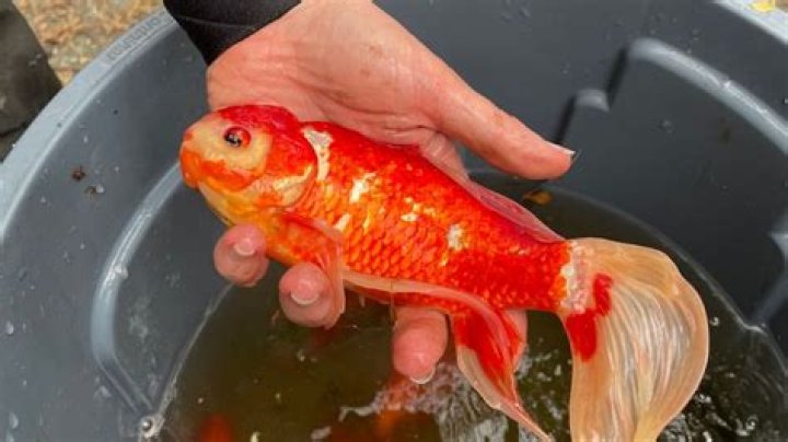 Can I release my goldfish into a lake