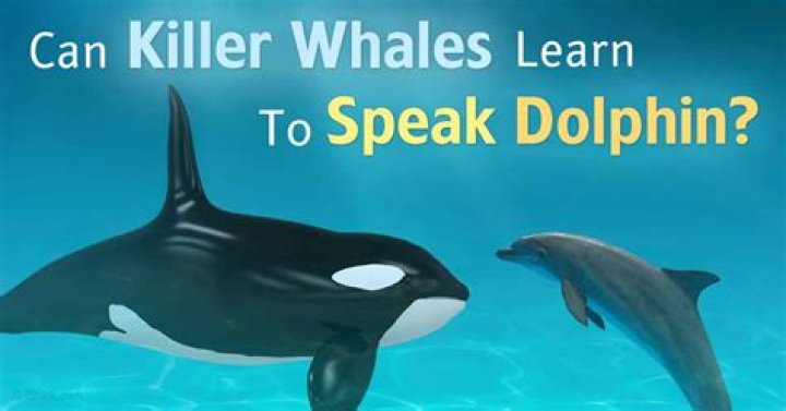 Can killer whales speak dolphin