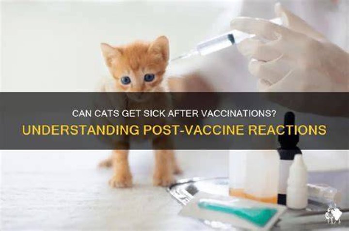 Can kittens get sick after vaccinations