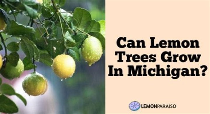 Can lemon trees grow in Michigan