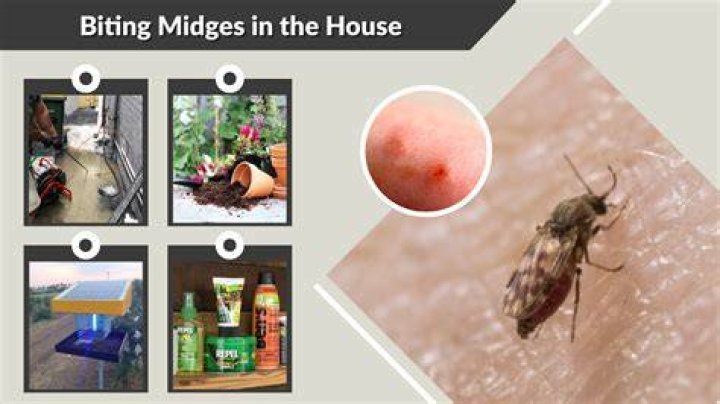 Can midges live in your house
