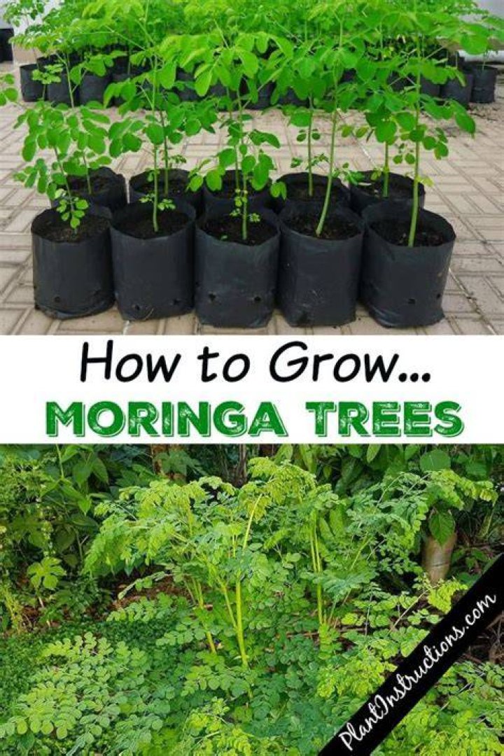 Can Moringa trees grow in pots
