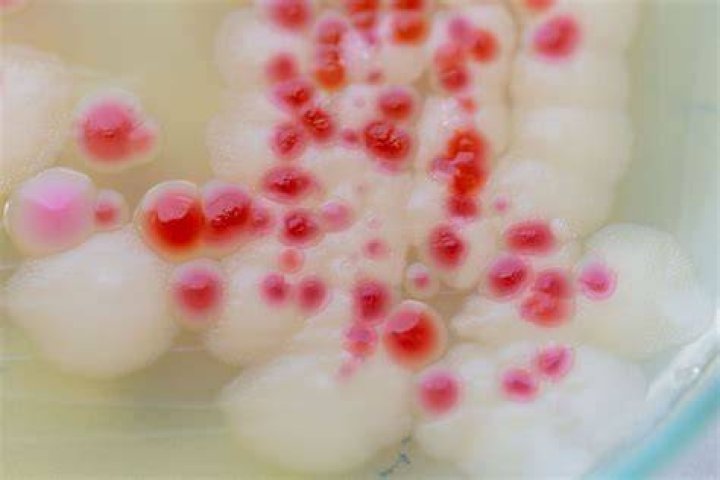 Can Mould be pink