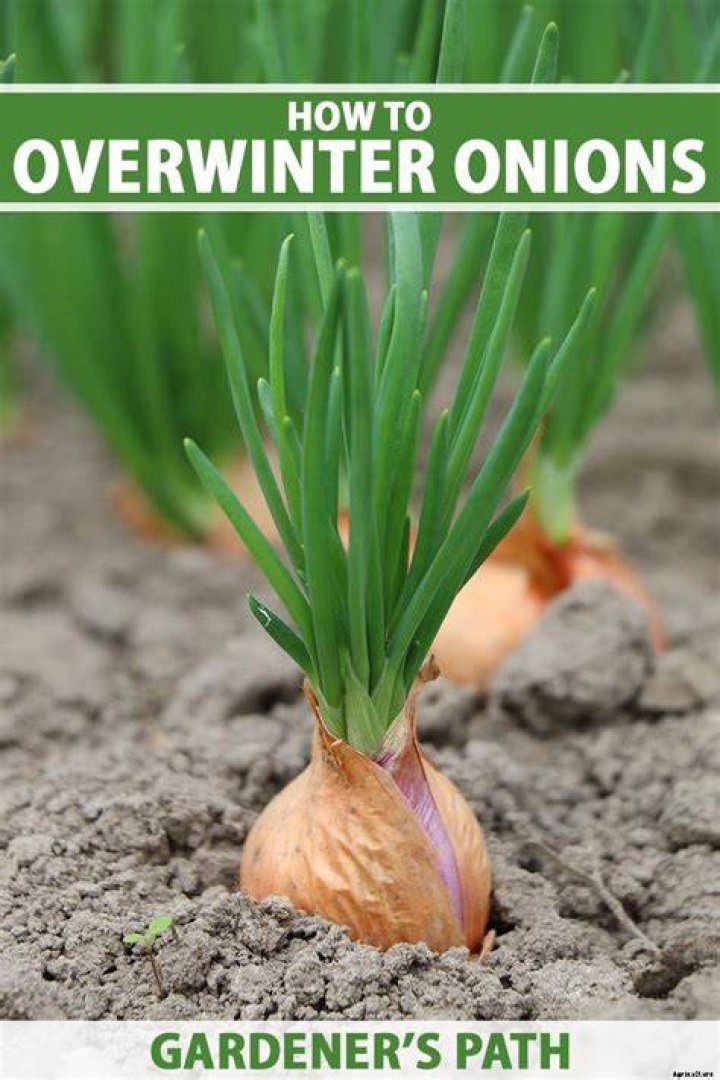 Can onions be planted in the fall