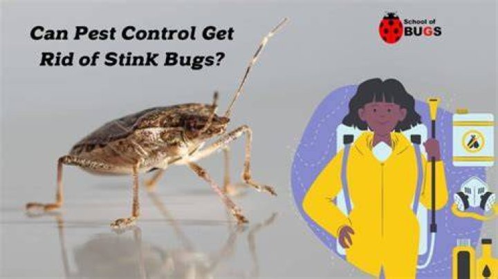 Can pest control get rid of stink bugs
