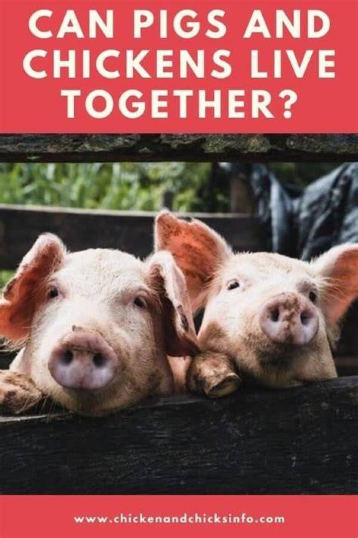 Can pigs live together
