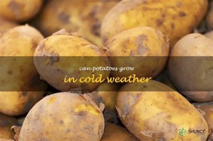 Can potatoes grow in hot weather