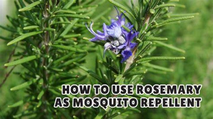 Can Rosemary Repel mosquitoes