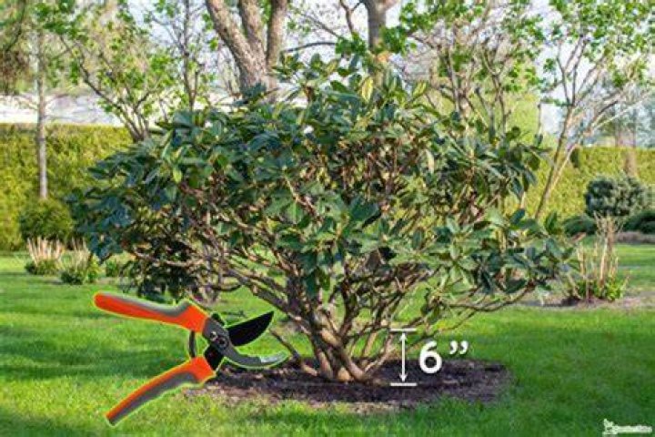 Can skimmia be cut back hard