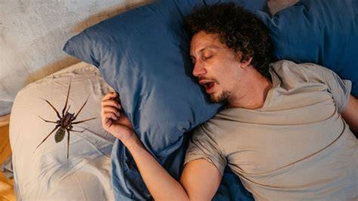 Can spiders harm you in your sleep