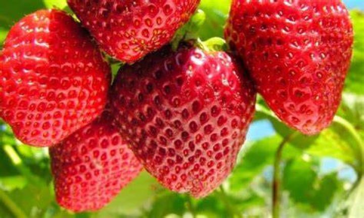 Can strawberries grow in warm climates