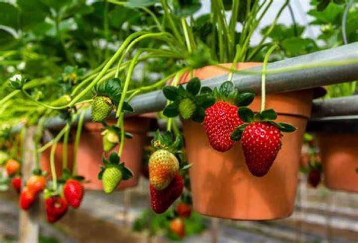 Can strawberries grow Malaysia