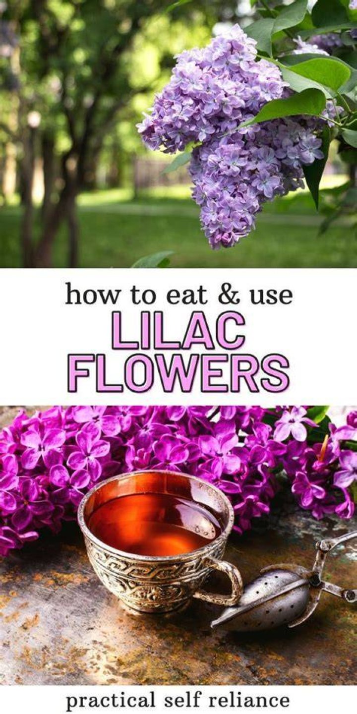 Can u eat lilacs