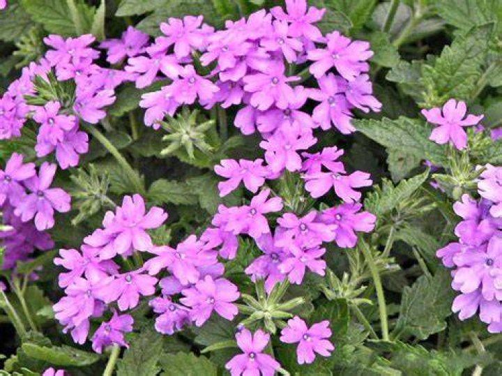 Can Verbena grow in pots