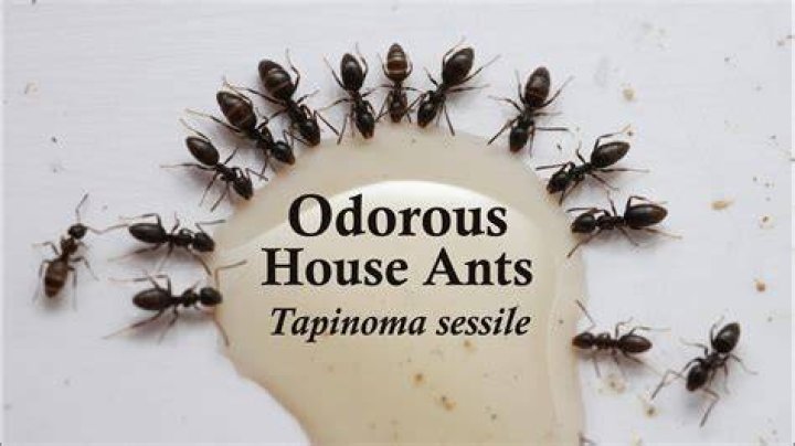 Can you bomb your house for ants